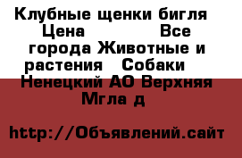 Клубные щенки бигля › Цена ­ 30 000 - Все города Животные и растения » Собаки   . Ненецкий АО,Верхняя Мгла д.